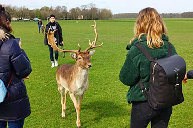 Dublino, i cervi al parco